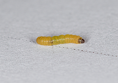 Argyresthia affinis