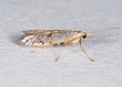 Argyresthia affinis