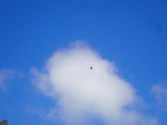 Corvus macrorhynchos