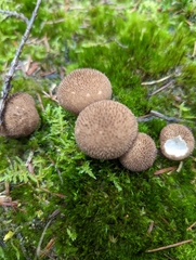 Lycoperdon nigrescens