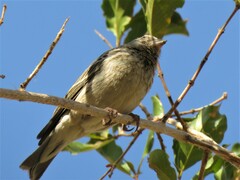 Crithagra atrogularis