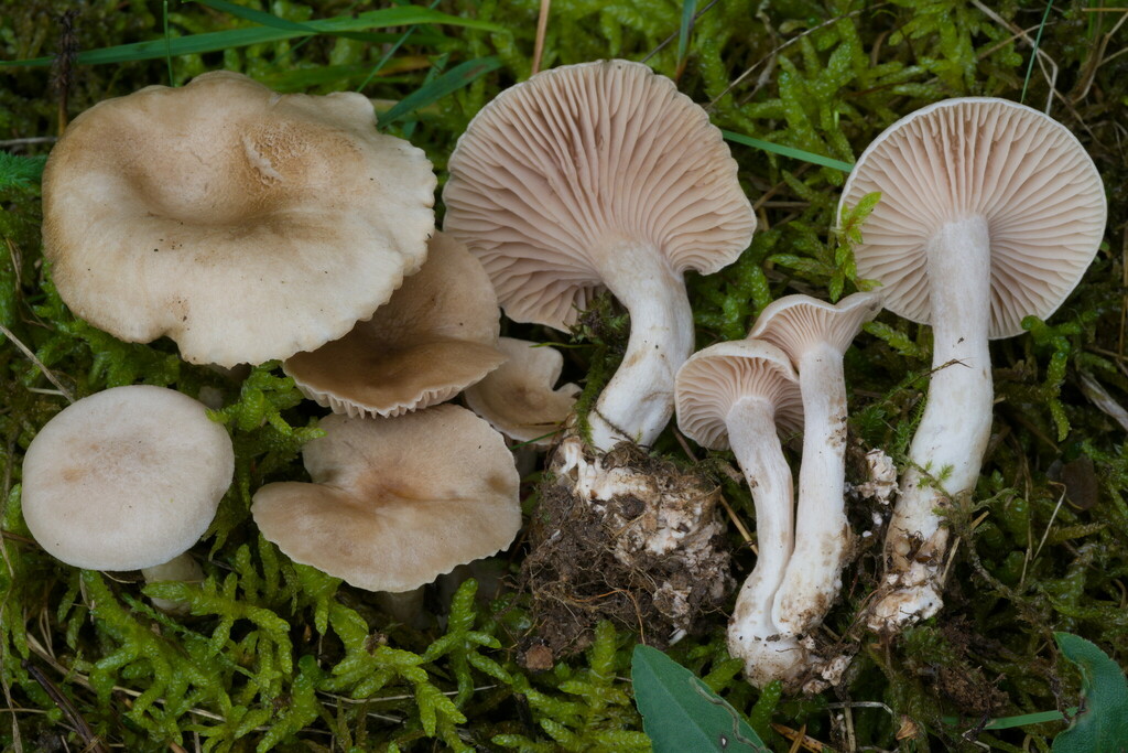 Pseudoclitocybaceae