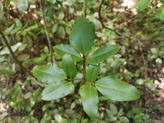 Lardizabala biternata