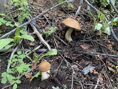 Leccinum insigne