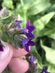 Anchusa officinalis