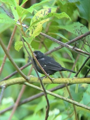 Sporophila corvina