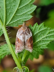 Acleris laterana