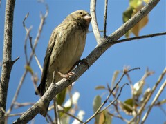 Crithagra atrogularis