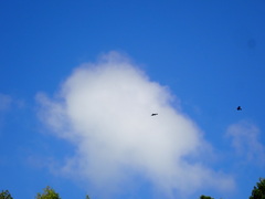 Corvus macrorhynchos