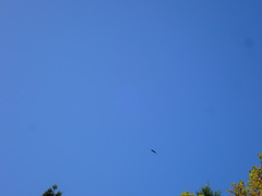 Corvus macrorhynchos