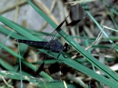 Brachythemis leucosticta