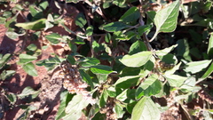 Amaranthus deflexus