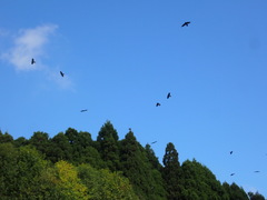 Corvus macrorhynchos