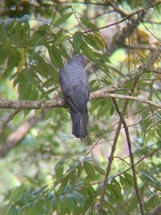 Trogon massena