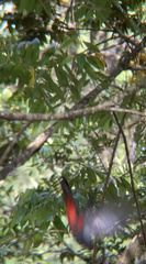 Trogon massena