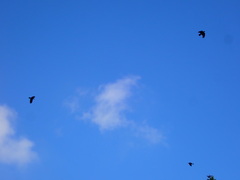 Corvus macrorhynchos