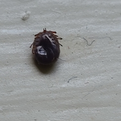 Ixodidae