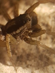 Pardosa nigriceps