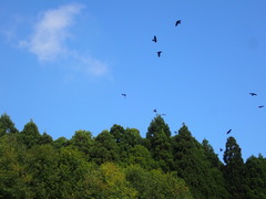 Corvus macrorhynchos