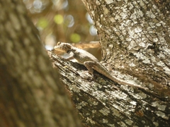 Tropidurus etheridgei