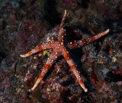 Echinodermata