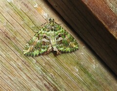 Austrocidaria similata