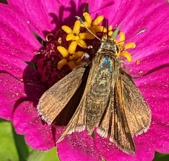 Polites themistocles