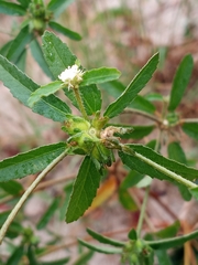 Croton glandulosus septentrionalis