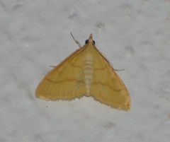 Helvibotys helvialis