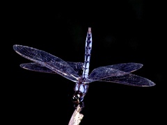 Urothemis edwardsii