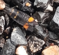 Platydracus fossator