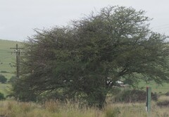 Vachellia karroo