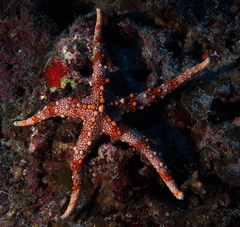 Echinodermata