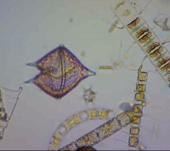 Protoperidinium
