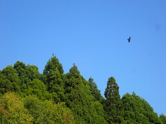 Corvus macrorhynchos