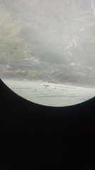 Canis lupus crassodon