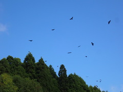 Corvus macrorhynchos