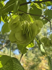 Ptelea trifoliata