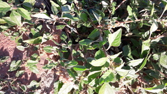 Amaranthus deflexus
