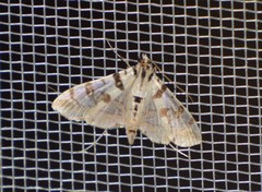 Conchylodes salamisalis