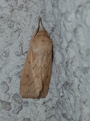 Mythimna vitellina