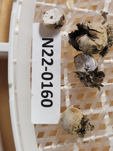 Geastrum