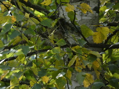 Phylloscopus trochilus