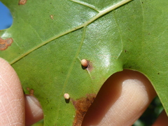 Zopheroteras sphaerula