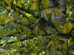 Phylloscopus trochilus