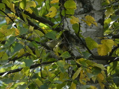 Phylloscopus trochilus