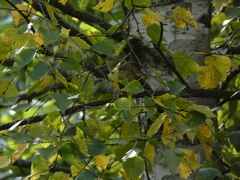 Phylloscopus trochilus