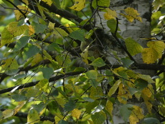 Phylloscopus trochilus