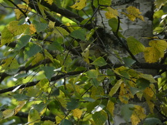 Phylloscopus trochilus