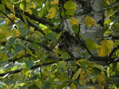 Phylloscopus trochilus